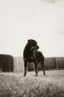 Picture of Rottweiler in black and white