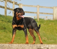 Picture of Rottweiler in field, near fence