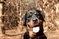 Picture of Rottweiler in the woods looking at camera with goofy and happy expression