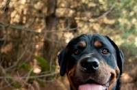 Picture of Rottweiler in the woods looking at camera with happy expression
