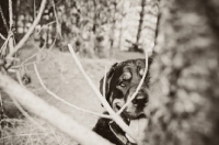 Picture of Rottweiler in the woods peering round through branches