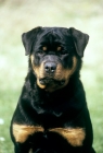 Picture of rottweiler, joe from chesara kennels, portrait