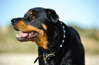 Picture of Rottweiler looking away