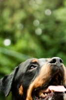 Picture of Rottweiler looking up, close up