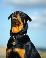 Picture of Rottweiler looking up