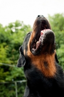 Picture of Rottweiler looking up