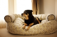 Picture of rottweiler lying down in dog bed