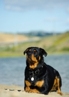Picture of Rottweiler lying down on sand