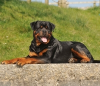 Picture of Rottweiler lying down