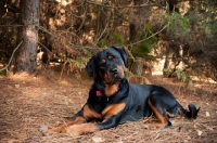 Picture of Rottweiler lying in a forest with cute head tilt