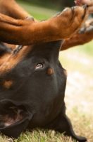 Picture of Rottweiler lying on back