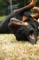 Picture of Rottweiler lying on back