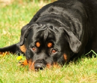 Picture of Rottweiler lying on grass