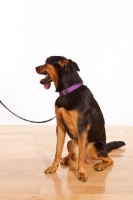 Picture of Rottweiler Mix sitting on wooden floor