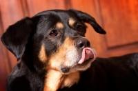 Picture of Rottweiler mix with tongue out