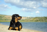 Picture of Rottweiler near shore