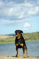 Picture of Rottweiler near water