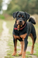 Picture of Rottweiler on a walk in the woods, looking at camera with loveable expression