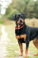 Picture of Rottweiler on a walk in the woods, looking at camera with loveable expression