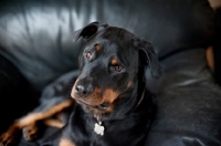 Picture of rottweiler on couch