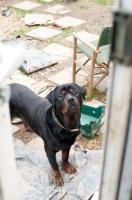 Picture of Rottweiler on farm expectantly waiting outside door