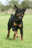 Picture of Rottweiler on grass