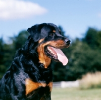 Picture of rottweiler panting head study