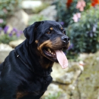 Picture of rottweiler panting