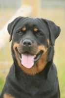 Picture of Rottweiler portrait, front view