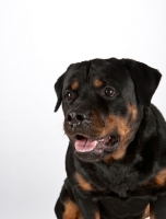 Picture of Rottweiler portrait on white background
