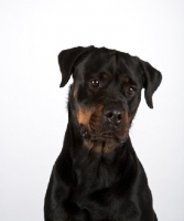 Picture of Rottweiler portrait