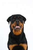 Picture of Rottweiler portrait
