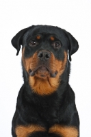 Picture of Rottweiler portrait