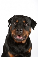 Picture of Rottweiler portrait