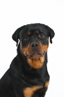 Picture of Rottweiler portrait