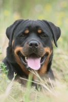 Picture of Rottweiler portrait