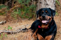 Picture of Rottweiler posing by a tree in the woods