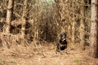 Picture of Rottweiler posing in the woods with goofy expression