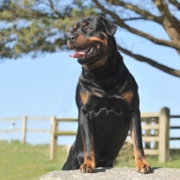 Picture of Rottweiler posing