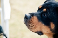 Picture of Rottweiler profile