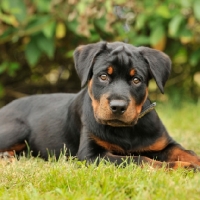Picture of rottweiler puppy lying in grass