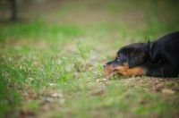 Picture of Rottweiler puppy resting in the grass, bored