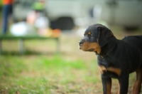 Picture of Rottweiler puppy standing and looking ahead