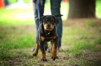 Picture of Rottweiler puppy walking towards camera