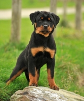 Picture of Rottweiler puppy