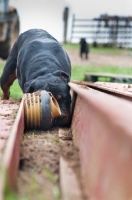 Picture of Rottweiler 'ratting' around some steel pillars on a farm