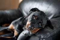 Picture of rottweiler resting head on couch