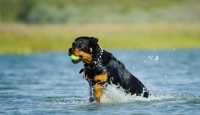 Picture of Rottweiler retrieving ball from water
