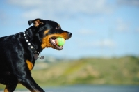 Picture of Rottweiler retrieving ball