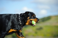 Picture of Rottweiler retrieving ball